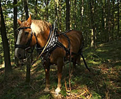 flunkerhof-pferde-ausbildung2